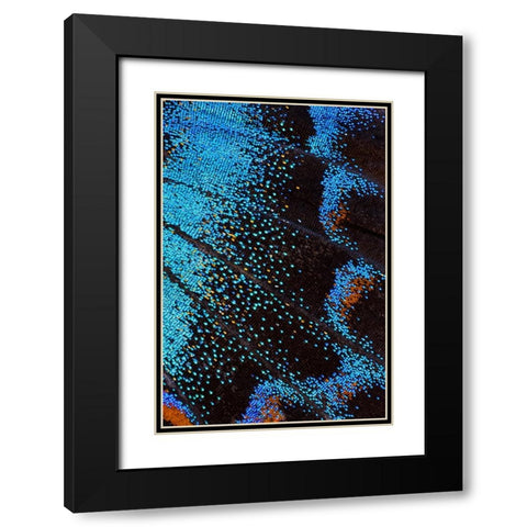 Red-spotted purple butterfly-Limenitis arthemis Black Modern Wood Framed Art Print with Double Matting by Gulin, Darrell