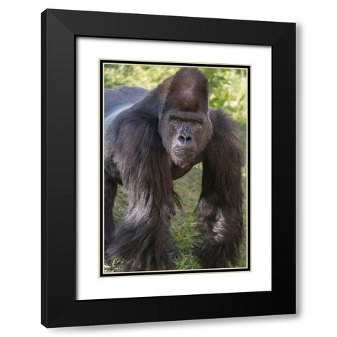 Portrait of Critically Endangered Western Lowland Gorilla Black Modern Wood Framed Art Print with Double Matting by Garber, Howie