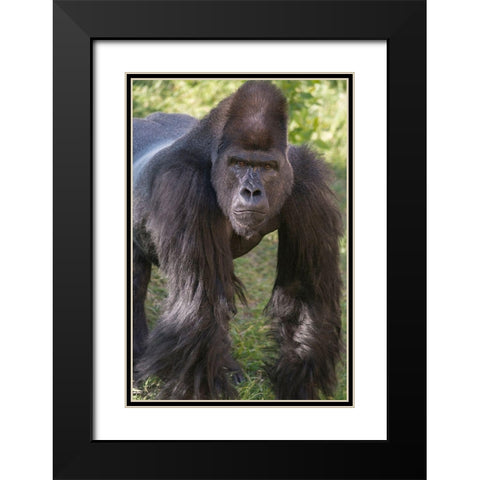 Portrait of Critically Endangered Western Lowland Gorilla Black Modern Wood Framed Art Print with Double Matting by Garber, Howie