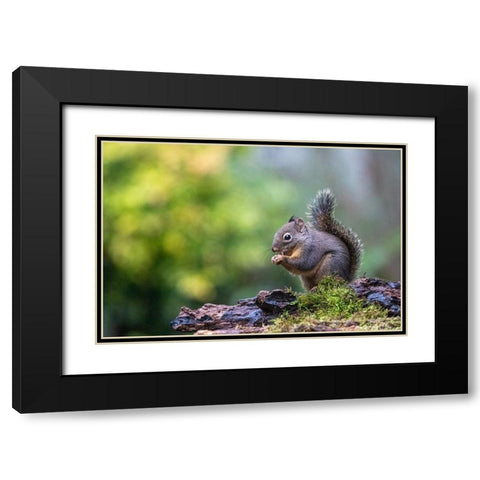 Douglas Squirrel standing on a log eating a nut Black Modern Wood Framed Art Print with Double Matting by Horton, Janet