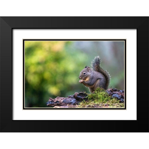 Douglas Squirrel standing on a log eating a nut Black Modern Wood Framed Art Print with Double Matting by Horton, Janet