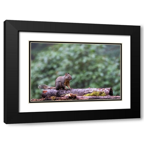 Douglas Squirrel standing on a log Black Modern Wood Framed Art Print with Double Matting by Horton, Janet