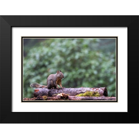 Douglas Squirrel standing on a log Black Modern Wood Framed Art Print with Double Matting by Horton, Janet