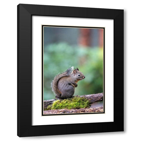 Douglas Squirrel standing on a log Black Modern Wood Framed Art Print with Double Matting by Horton, Janet