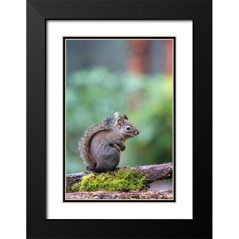 Douglas Squirrel standing on a log Black Modern Wood Framed Art Print with Double Matting by Horton, Janet