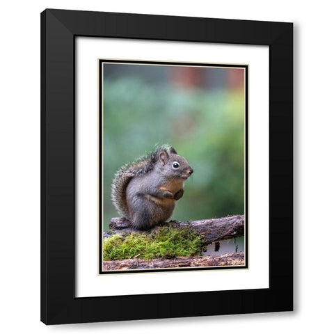 Douglas Squirrel standing on a log Black Modern Wood Framed Art Print with Double Matting by Horton, Janet