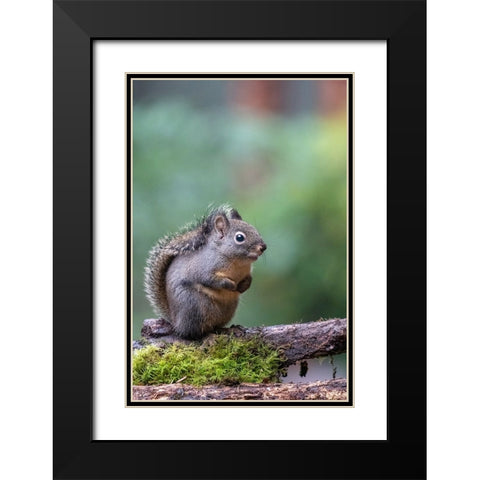 Douglas Squirrel standing on a log Black Modern Wood Framed Art Print with Double Matting by Horton, Janet