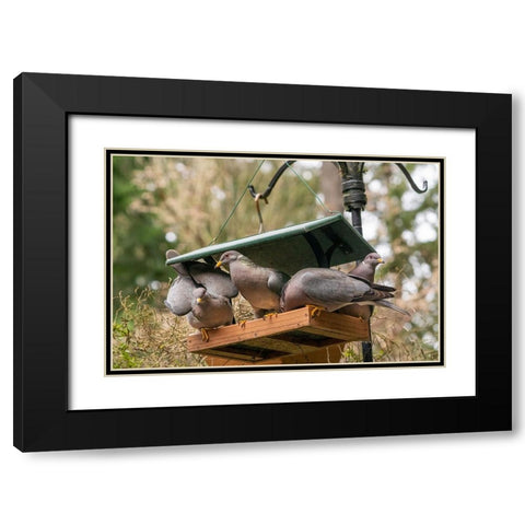 Flock of Band-tailed Pigeons cramming into a birdfeeder Black Modern Wood Framed Art Print with Double Matting by Horton, Janet