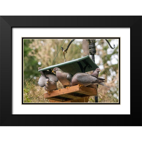 Flock of Band-tailed Pigeons cramming into a birdfeeder Black Modern Wood Framed Art Print with Double Matting by Horton, Janet