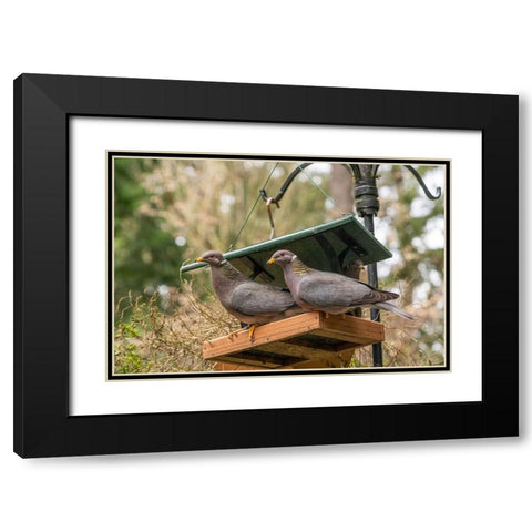 Two Band-tailed Pigeons in a birdfeeder Black Modern Wood Framed Art Print with Double Matting by Horton, Janet