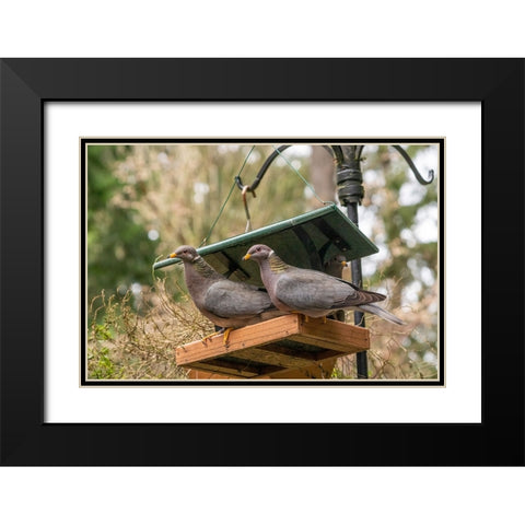 Two Band-tailed Pigeons in a birdfeeder Black Modern Wood Framed Art Print with Double Matting by Horton, Janet