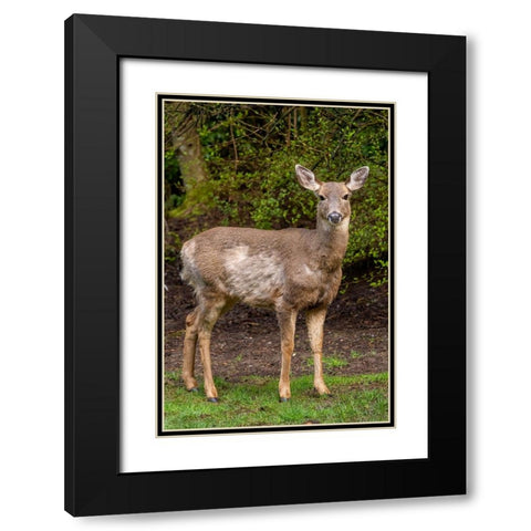 Black-tailed doe with mange Black Modern Wood Framed Art Print with Double Matting by Horton, Janet