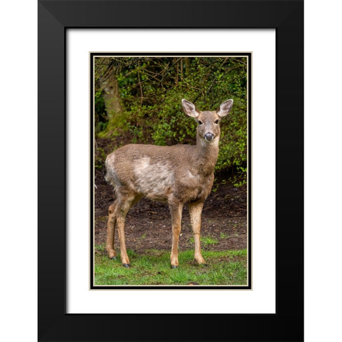 Black-tailed doe with mange Black Modern Wood Framed Art Print with Double Matting by Horton, Janet