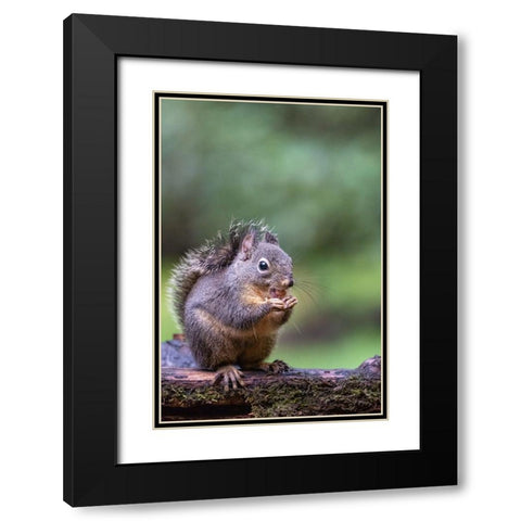 Douglas Squirrel standing on a log eating a peanut Black Modern Wood Framed Art Print with Double Matting by Horton, Janet
