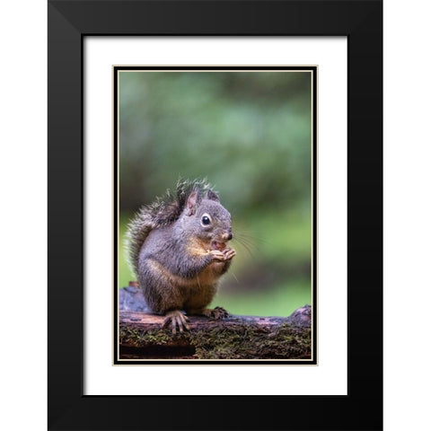 Douglas Squirrel standing on a log eating a peanut Black Modern Wood Framed Art Print with Double Matting by Horton, Janet