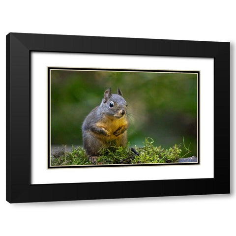 Douglas Squirrel standing on back paws on a moss-covered log Black Modern Wood Framed Art Print with Double Matting by Horton, Janet