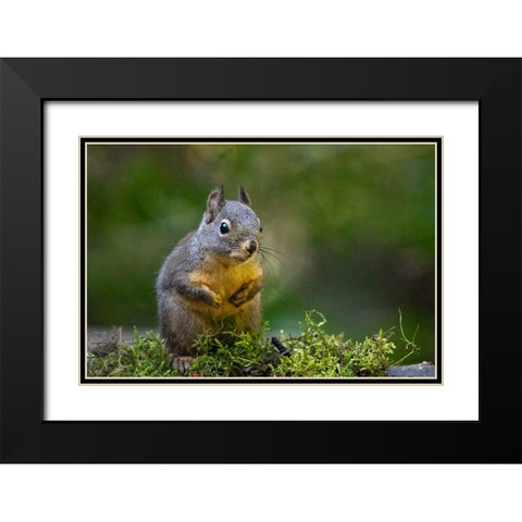 Douglas Squirrel standing on back paws on a moss-covered log Black Modern Wood Framed Art Print with Double Matting by Horton, Janet