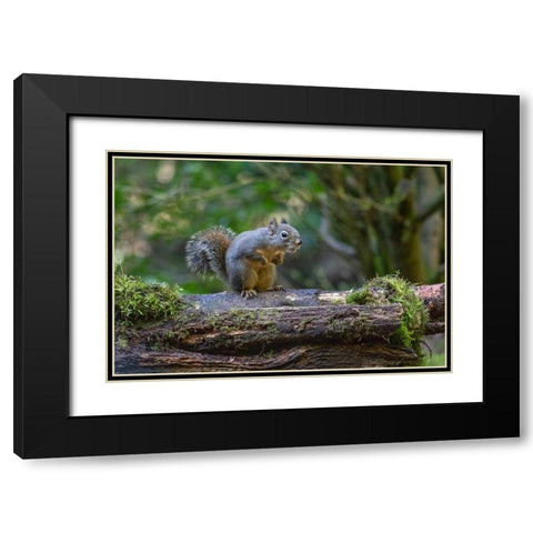 Douglas Squirrel vocalizing on a moss-covered log Black Modern Wood Framed Art Print with Double Matting by Horton, Janet