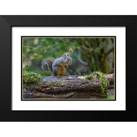 Douglas Squirrel vocalizing on a moss-covered log Black Modern Wood Framed Art Print with Double Matting by Horton, Janet