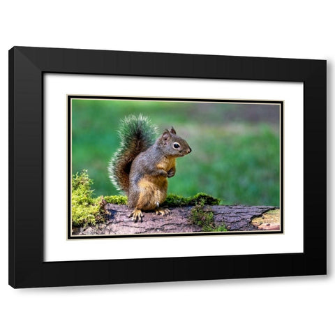 Douglas Squirrel standing on back paws on a moss-covered log Black Modern Wood Framed Art Print with Double Matting by Horton, Janet