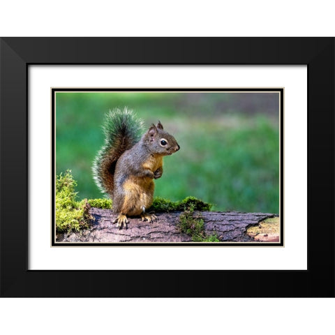 Douglas Squirrel standing on back paws on a moss-covered log Black Modern Wood Framed Art Print with Double Matting by Horton, Janet