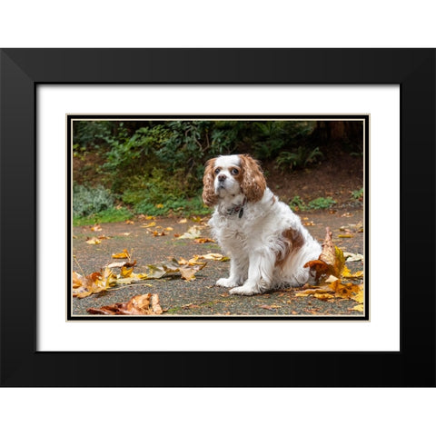 Cavalier King Charles Spaniel-on her driveway in Autumn-PR Black Modern Wood Framed Art Print with Double Matting by Horton, Janet