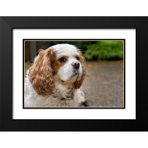 Cavalier King Charles Spaniel-on her driveway in Autumn-PR Black Modern Wood Framed Art Print with Double Matting by Horton, Janet