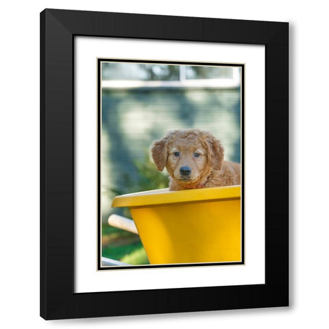 Ten week old Red Golden Retriever puppy-sitting in a wheelbarrow-PR Black Modern Wood Framed Art Print with Double Matting by Horton, Janet