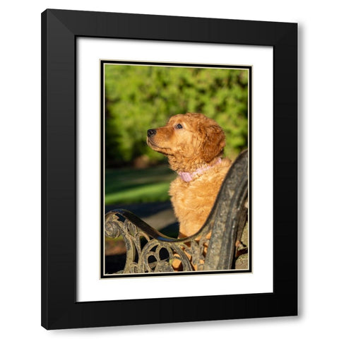 Ten week old Red Golden Retriever puppy-PR Black Modern Wood Framed Art Print with Double Matting by Horton, Janet