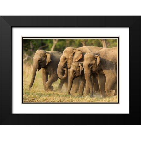 Asian elephants-small herd-Corbett National Park-India Black Modern Wood Framed Art Print with Double Matting by Rajput, Jagdeep