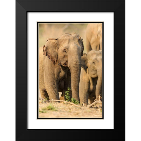 Asian Elephant (female)-Corbett National Park-India Black Modern Wood Framed Art Print with Double Matting by Rajput, Jagdeep