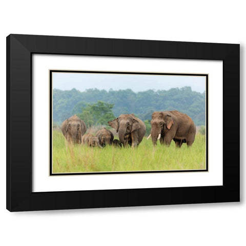 Asian Elephant family-Corbett National Park-India Black Modern Wood Framed Art Print with Double Matting by Rajput, Jagdeep
