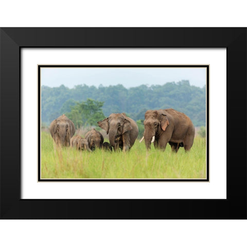 Asian Elephant family-Corbett National Park-India Black Modern Wood Framed Art Print with Double Matting by Rajput, Jagdeep