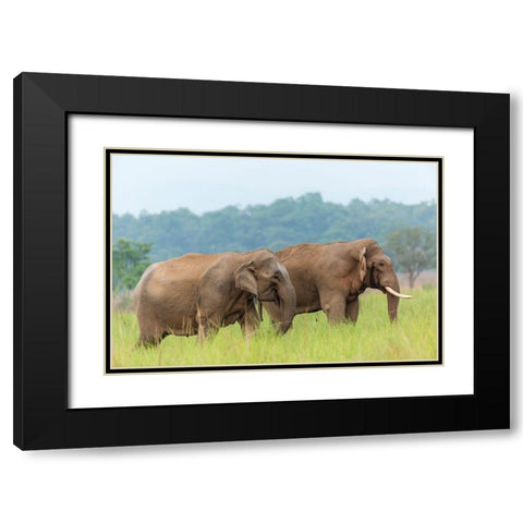 Asian Elephant Pair-Corbett National Park-India Black Modern Wood Framed Art Print with Double Matting by Rajput, Jagdeep