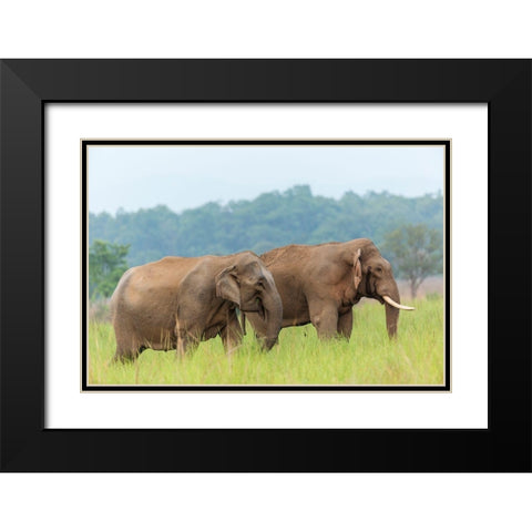 Asian Elephant Pair-Corbett National Park-India Black Modern Wood Framed Art Print with Double Matting by Rajput, Jagdeep