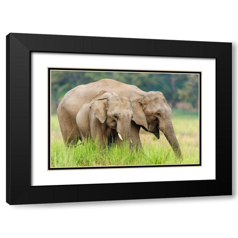 Asian Elephants-Corbett National Park-India Black Modern Wood Framed Art Print with Double Matting by Rajput, Jagdeep