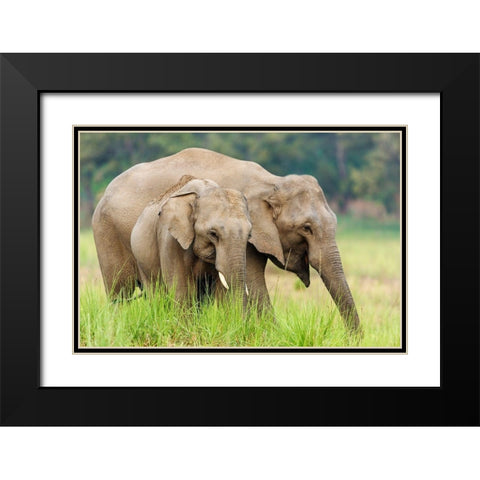 Asian Elephants-Corbett National Park-India Black Modern Wood Framed Art Print with Double Matting by Rajput, Jagdeep