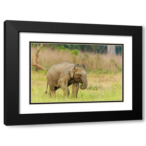 Asian Elephant calf Corbett National Park-India Black Modern Wood Framed Art Print with Double Matting by Rajput, Jagdeep