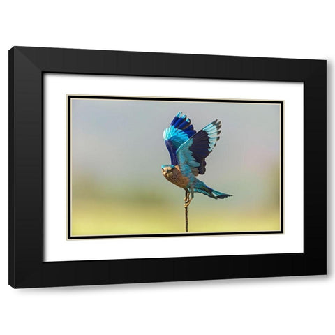 Indian Roller-Corbett National Park-India Black Modern Wood Framed Art Print with Double Matting by Rajput, Jagdeep