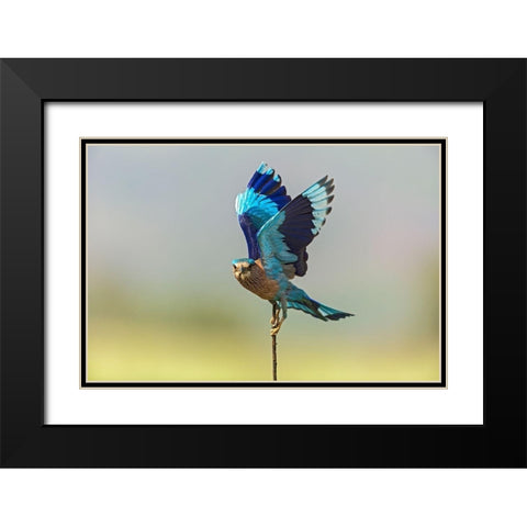 Indian Roller-Corbett National Park-India Black Modern Wood Framed Art Print with Double Matting by Rajput, Jagdeep