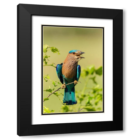 Indian Roller-Corbett National Park-India Black Modern Wood Framed Art Print with Double Matting by Rajput, Jagdeep