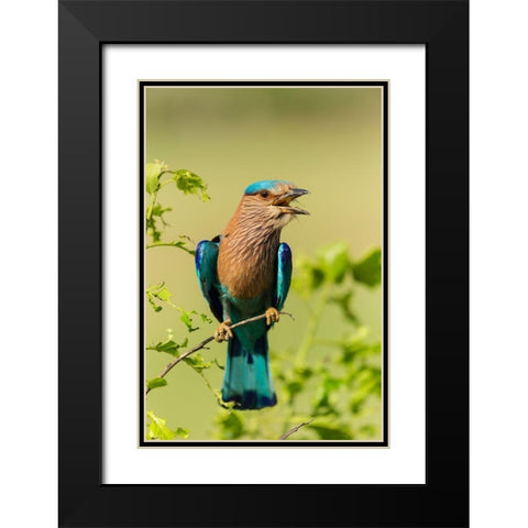 Indian Roller-Corbett National Park-India Black Modern Wood Framed Art Print with Double Matting by Rajput, Jagdeep