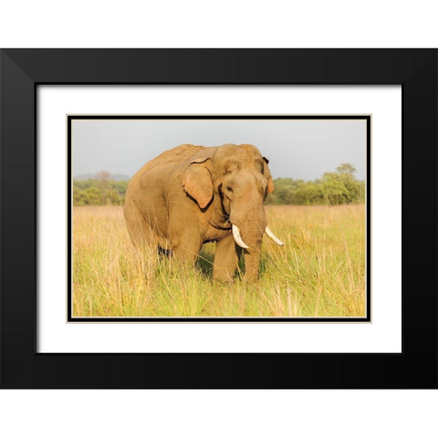Musth Tusker in the grassland-Corbett National Park-India Black Modern Wood Framed Art Print with Double Matting by Rajput, Jagdeep