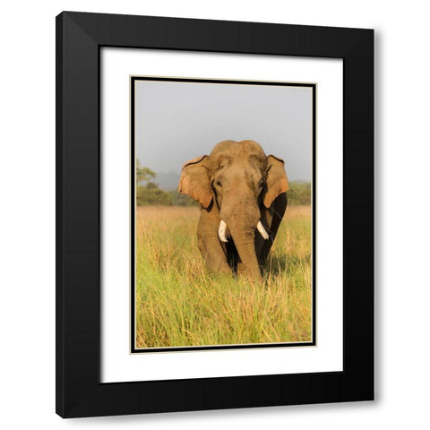 Musth Asian Elephant in the grassland-Corbett National Park-India Black Modern Wood Framed Art Print with Double Matting by Rajput, Jagdeep
