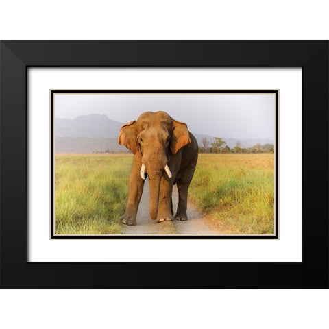 Musth Tusker on the track-Corbett National Park-India Black Modern Wood Framed Art Print with Double Matting by Rajput, Jagdeep