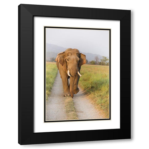 Musth Tusker on the jungle track-Corbett National Park-India Black Modern Wood Framed Art Print with Double Matting by Rajput, Jagdeep