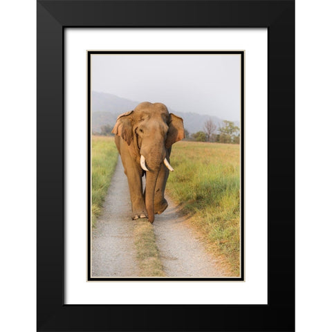 Musth Tusker on the jungle track-Corbett National Park-India Black Modern Wood Framed Art Print with Double Matting by Rajput, Jagdeep