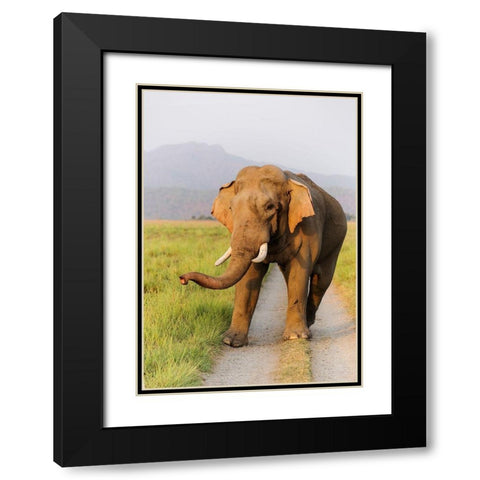 Musth Tusker on the jungle track-Corbett National Park-India Black Modern Wood Framed Art Print with Double Matting by Rajput, Jagdeep