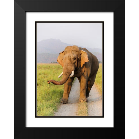 Musth Tusker on the jungle track-Corbett National Park-India Black Modern Wood Framed Art Print with Double Matting by Rajput, Jagdeep