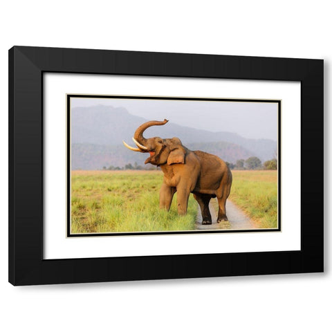 Musth Tusker on the jungle track-Corbett National Park-India Black Modern Wood Framed Art Print with Double Matting by Rajput, Jagdeep